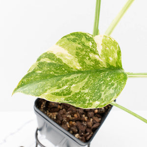 Monstera Deliciosa 'Creme Brûlée' (wk30-T)