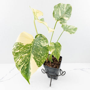 Monstera Deliciosa 'Creme Brûlée' (wk30-T)