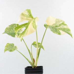 Monstera Deliciosa 'Creme Brûlée' (wk30-T)