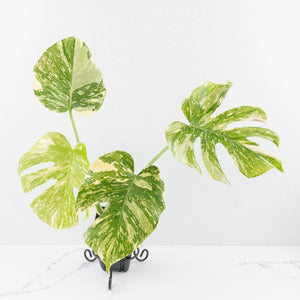 Monstera Deliciosa 'Creme Brûlée' (wk31-UI)
