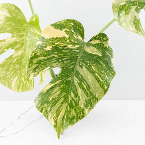 Monstera Deliciosa 'Creme Brûlée' (wk31-UI)