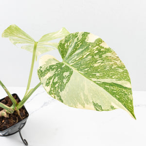 Monstera Deliciosa 'Creme Brûlée' (wk31-UI)