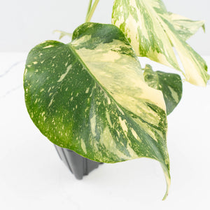 Monstera Deliciosa 'Creme Brûlée' (wk32-L182)