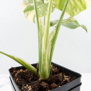 Monstera Deliciosa 'Creme Brûlée' (wk32-L182)