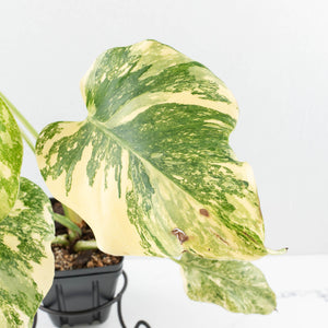 Monstera Deliciosa 'Creme Brûlée' (wk32-L182)