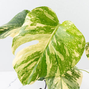 Monstera Deliciosa 'Creme Brûlée' (wk32-L182)
