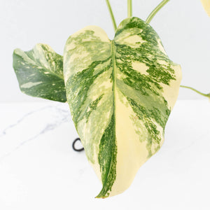 Monstera Deliciosa 'Creme Brûlée' (wk32-L182)