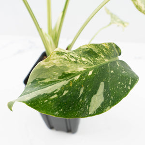 Monstera Deliciosa 'Creme Brûlée' (wk32-L182)