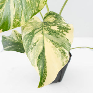 Monstera Deliciosa 'Creme Brûlée' (wk32-L182)