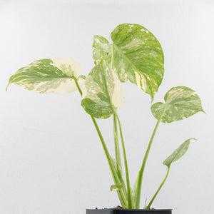Monstera Deliciosa 'Creme Brûlée' (wk33-L32)
