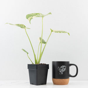 Monstera Deliciosa 'Creme Brûlée' (wk33-L32)
