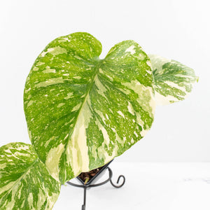 Monstera Deliciosa 'Creme Brûlée' (wk33-L32)