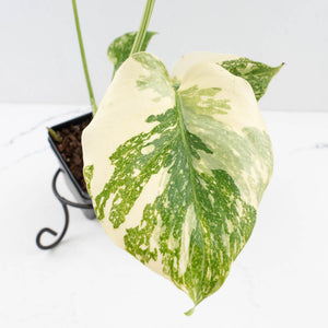 Monstera Deliciosa 'Creme Brûlée' (wk33-L32)