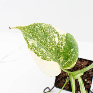Monstera Deliciosa 'Creme Brûlée' (wk33-L32)