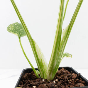 Monstera Deliciosa 'Creme Brûlée' (wk33-L32)
