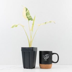 Monstera Deliciosa 'Creme Brûlée' (wk33-U10)
