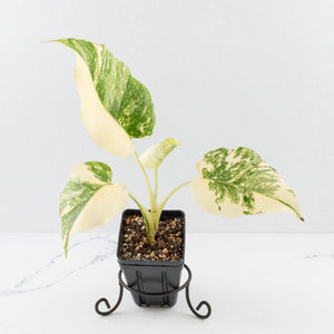 Monstera Deliciosa 'Creme Brûlée' (wk33-U10)