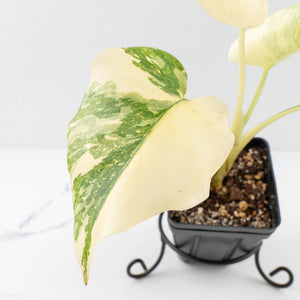 Monstera Deliciosa 'Creme Brûlée' (wk33-U10)