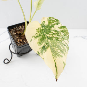 Monstera Deliciosa 'Creme Brûlée' (wk33-U10)