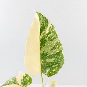 Monstera Deliciosa 'Creme Brûlée' (wk33-U10)