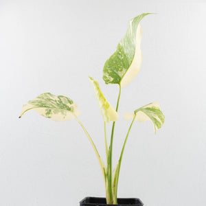 Monstera Deliciosa 'Creme Brûlée' (wk33-U10)