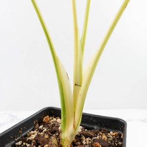 Monstera Deliciosa 'Creme Brûlée' (wk33-U10)