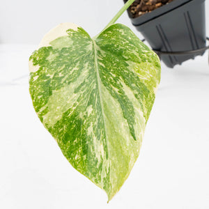 Monstera Deliciosa 'Creme Brûlée' (wk37-L134)