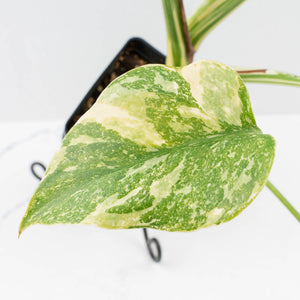 Monstera Deliciosa 'Creme Brûlée' (wk37-L134)