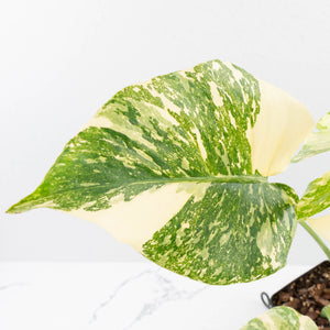 Monstera Deliciosa 'Creme Brûlée' (wk37-L134)