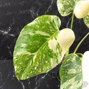 Monstera Deliciosa 'Creme Brûlée' (wk40-U10)