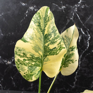 Monstera Deliciosa 'Creme Brûlée' (wk40-U10)