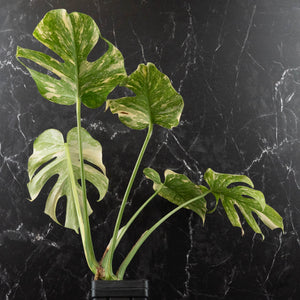 Monstera Deliciosa 'Creme Brûlée' (wk41-U106)