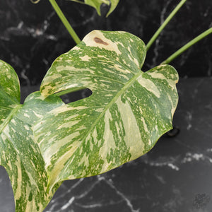 Monstera Deliciosa 'Creme Brûlée' (wk41-U106)
