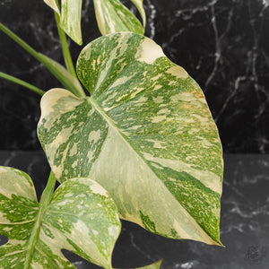 Monstera Deliciosa 'Creme Brûlée' (wk41-U106)