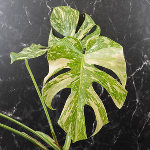Monstera Deliciosa 'Creme Brûlée' (wk41-U106)