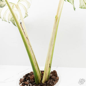 Monstera deliciosa 'Devil Monster' (wk25-UL)