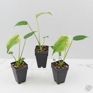 Monstera Deliciosa 'Devil Monster'