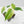 Monstera Deliciosa 'Devil Monster'