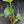 Monstera deliciosa 'Devil Monster' (wk43-U187)