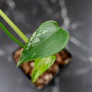 Monstera deliciosa 'Devil Monster' (wk43-U187)