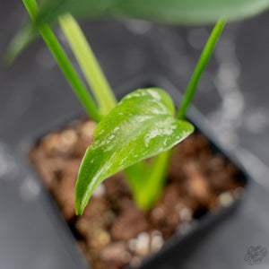 Monstera deliciosa 'Devil Monster' (wk43-U187)
