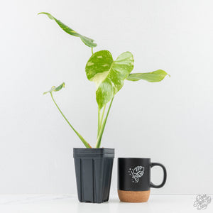 Monstera Deliciosa 'Electrolyte' (wk25-B)