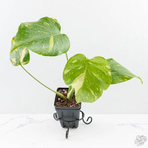 Monstera Deliciosa 'Electrolyte' (wk25-B)