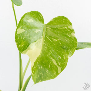 Monstera Deliciosa 'Electrolyte' (wk25-B)