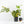 Monstera Deliciosa 'Electrolyte' (wk28-UD)