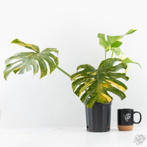Monstera Deliciosa 'Electrolyte' (wk28-UD)