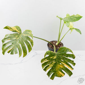 Monstera Deliciosa 'Electrolyte' (wk28-UD)