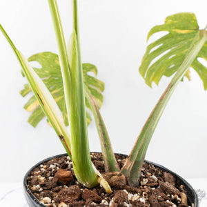 Monstera Deliciosa 'Electrolyte' (wk28-UD)