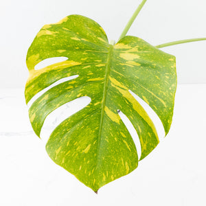 Monstera Deliciosa 'Electrolyte' (wk32-F)