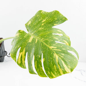 Monstera Deliciosa 'Electrolyte' (wk32-F)